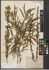 Foto von Salix purpurea L. x Salix viminalis L.